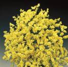 China Yellow